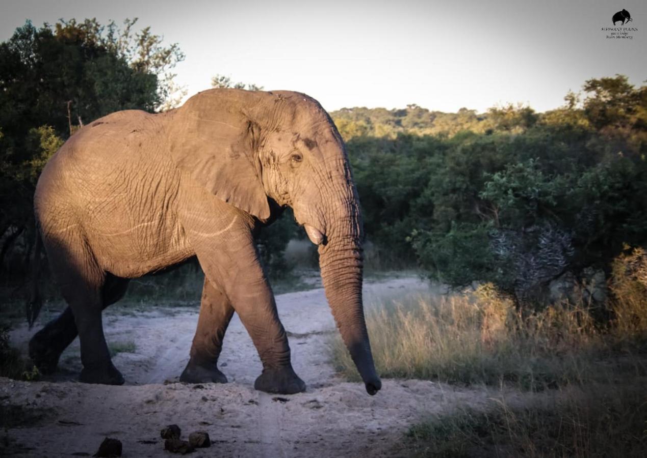 Elephant Plains Game Lodge Reserva de caza Sabi Sand Exterior foto