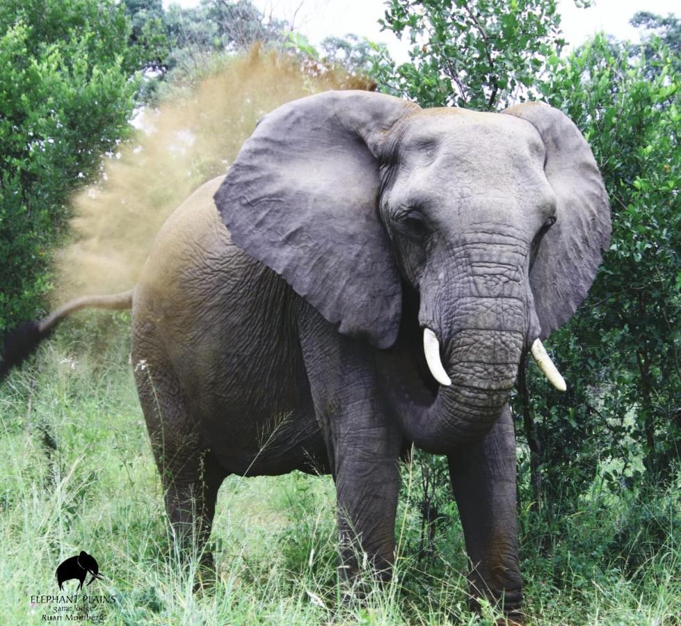 Elephant Plains Game Lodge Reserva de caza Sabi Sand Exterior foto