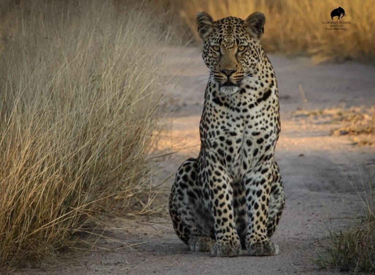 Elephant Plains Game Lodge Reserva de caza Sabi Sand Exterior foto