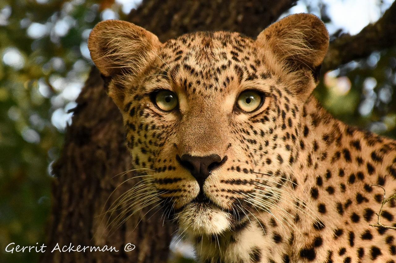 Elephant Plains Game Lodge Reserva de caza Sabi Sand Exterior foto